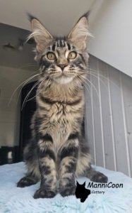 Felicita Bellamoondo *PL