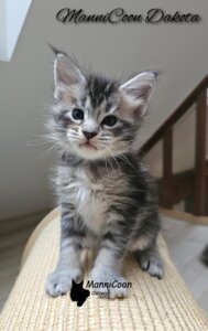 ManniCoon Dakota 