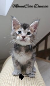 ManniCoon Duncan 
