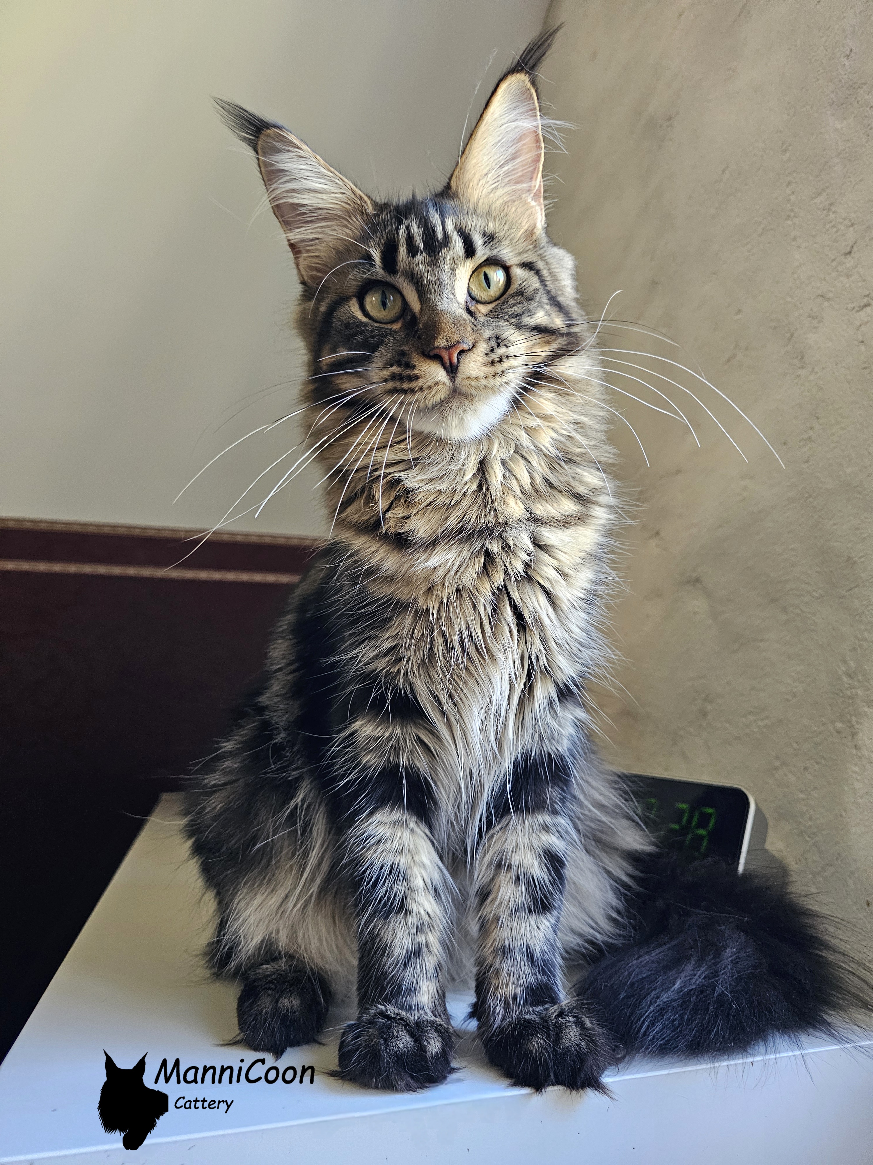 Felicita Bellamoondo *PL