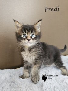 ManniCoon Fredi