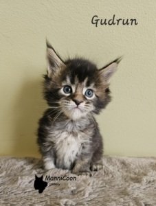ManniCoon Gudrun 