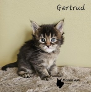 ManniCoon Gertrud 