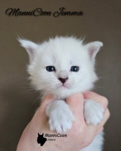 ManniCoon Jemma