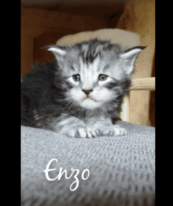 ManniCoon Enzo