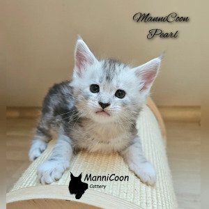 ManniCoon Pearl
